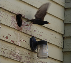 bird removal Clemmons