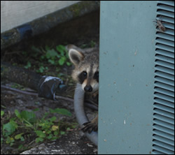 raccoon removal Clemmons